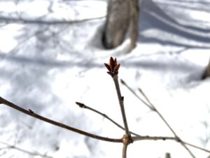 ミズナラの冬芽