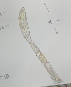 冬芽のネイチャージャーナリング