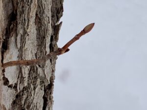 ツルアジサイの冬芽