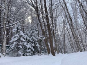 雪の積もった森の樹々