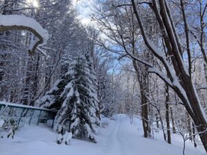 雪の積もった森の樹々