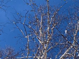 シラカンバの樹にたくさんの黄色いことりがいる