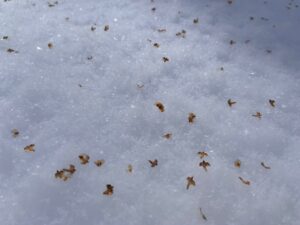 雪の上に散らばったシラカンバの種子
