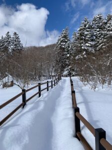 雪の積もった木道