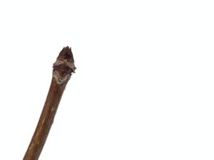 ノリウツギの冬芽