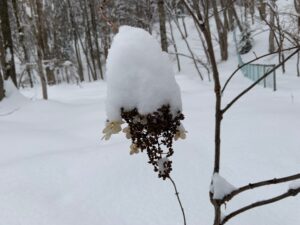 雪が積もったノリウツギのドライフラワー