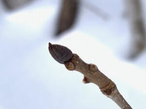 アオダモの冬芽