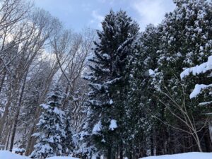 雪が積もった針葉樹