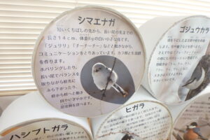 シマエナガの展示