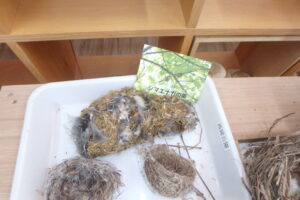 シマエナガの巣