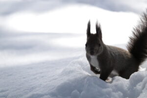 雪の上にいるエゾリス