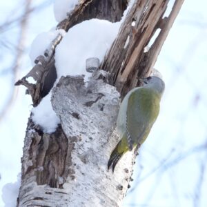 ウグイス色のヤマゲラ