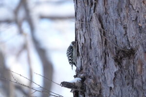 褐色のまだら模様のコゲラ