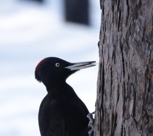 木の幹をなめているクマゲラ