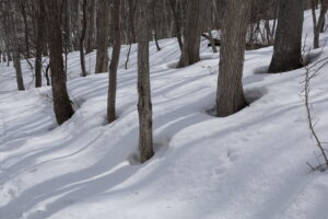木の幹の周りの雪が融けている