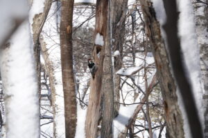 木の幹にとまっているオオアカゲラ