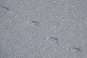 キツネの足跡