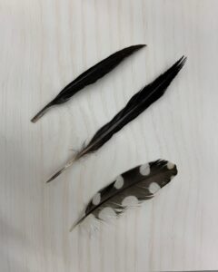 キツツキの羽根