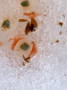 ヤドリギの果実の中に緑色の種子が見える