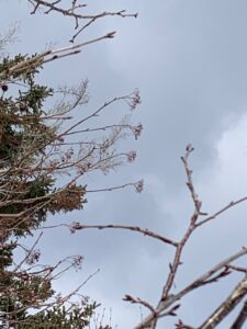 果実がすっかりなくなったナナカマド