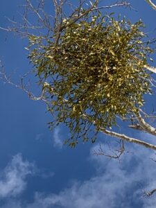 果実がすっかりなくなったヤドリギ