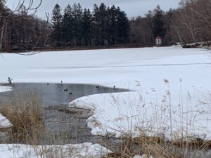 池こ氷が融けたところにいる水鳥たち