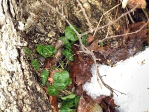 常緑のジンヨウイチヤクソウの葉