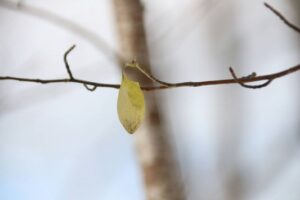 ウスタビガの繭