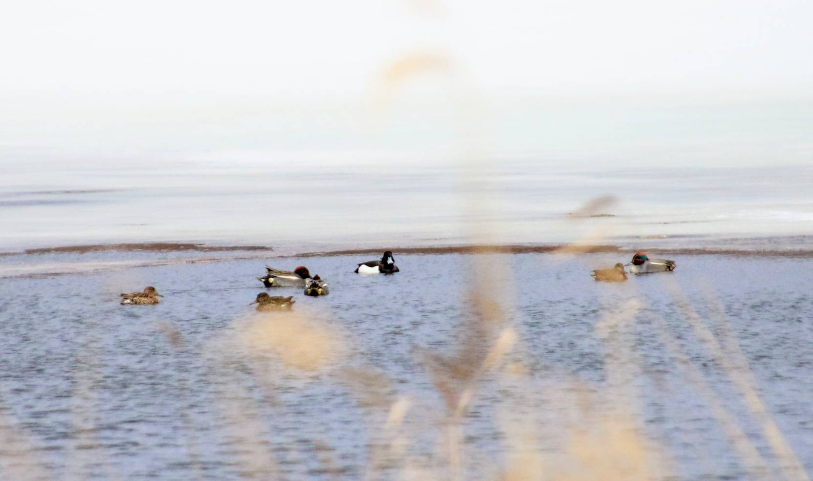 池に浮かぶキンクロハジロ