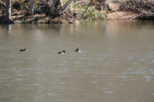 キンクロハジロ