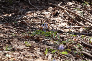 エゾエンゴサクの水色の花