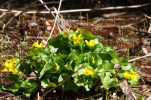 エゾのリュウキンカの黄色い花