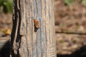 タテハの仲間のチョウ