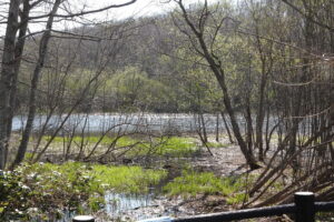 芽吹き始めたヤナギ