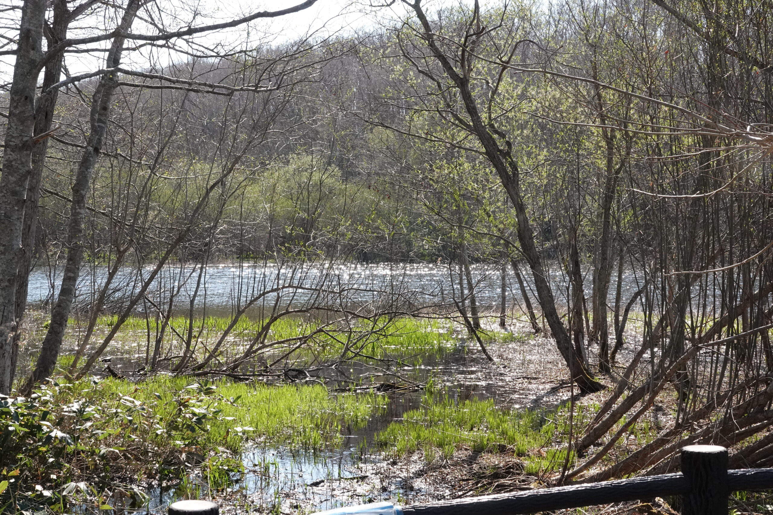 芽吹き始めたヤナギ
