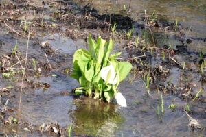 湿原のミズバショウの花