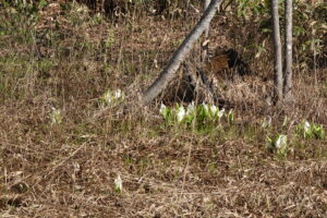 湿原のミズバショウの花