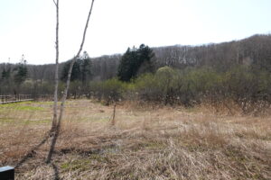 芽吹き始めたヤナギ