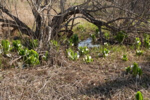 湿原のミズバショウの花