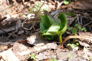 エンレイソウの芽吹き