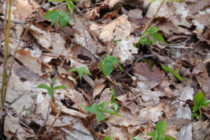 ツクバネソウのつぼみ