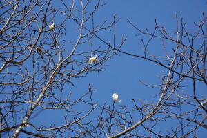 キタコブシの白い花