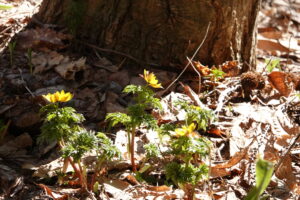 黄色いフクジュソウの花