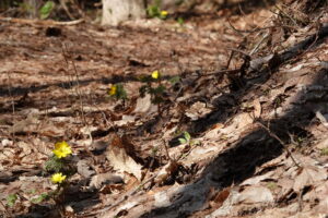 フクジュソウの咲く園路