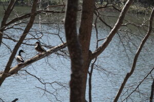 木の枝にとまっているマガモ