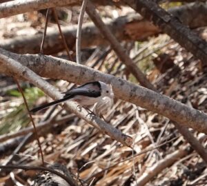 鳥の羽をくわえたエナガ