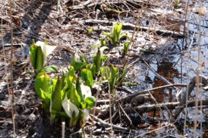ミズバショウの咲く湿原