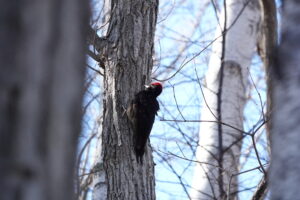 樹の幹にとまるクマゲラ