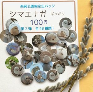 「シマエナガばっかり」第2弾pop