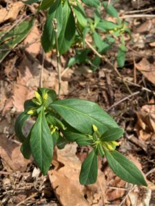 ナニワズの黄色い蕾